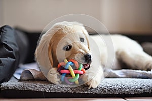 Golden retriever dog puppy playing with toy