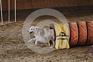 Golden retriever dog quickly runs out of tunnel and sand flies from under its paws. Speed and agility, sports with pet. Agility