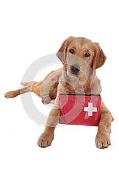 Golden retriever dog with red emergency kit