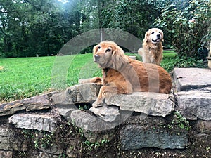 Golden Retriever dog rests atop stone garden wall.