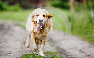 Golden retriever dog running