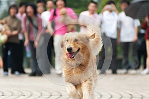 Golden retriever dog running