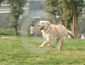 Golden retriever dog running with ball