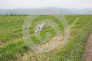 Golden retriever dog running in the field