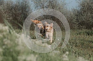 golden retriever dog running in the forest