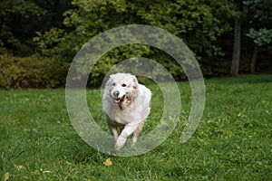 Golden Retriever Dog Running on the grass.