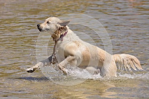 Golden Retriever dog running in the sea