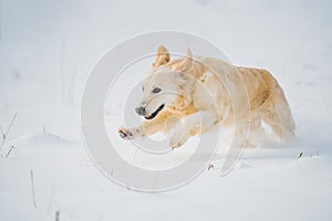Golden retriever dog running in the snow