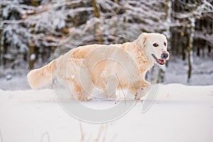 Golden retriever dog running in the snow