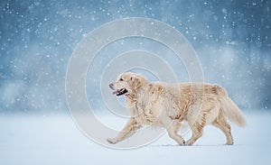 Golden retriever dog running under the snow