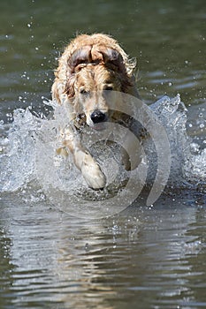 Golden retriever dog runs free jumping and diving into the water and making many sketches with dramatic faces