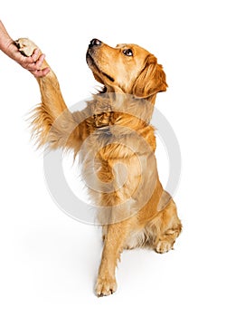 Golden Retriever Dog Shaking Hands