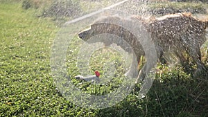 Golden Retriever Dog Shaking Off Drops Of Water