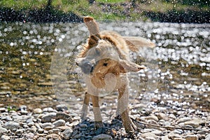 Golden retriever dog shaking off water in lawn