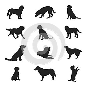 Golden retriever dog silhouette