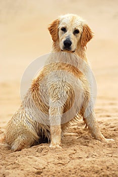 Golden Retriever dog sitting