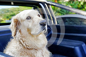 Golden retriever dog sitting in the back of pick up truck