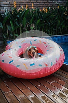 A Golden Retriever dog sitting in a donut life preserver and swimming goggles