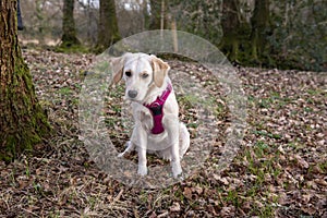 Golden retriever dog sitting down in a green park looking confused