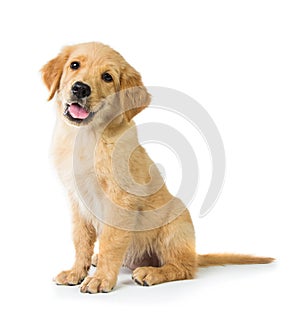 Golden Retriever dog sitting on the floor, isolated on white bac