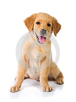 Golden Retriever dog sitting on the floor, isolated on white bac