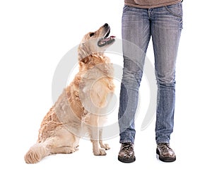 Golden retriever dog sitting in front of his mistress