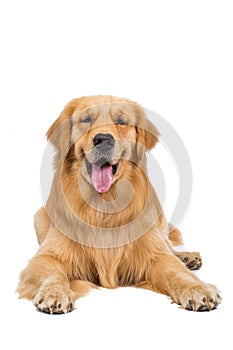 Golden retriever dog sitting on isolated white background