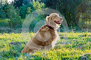 Golden retriever dog sitting in nature