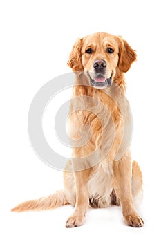 Golden retriever dog sitting on white photo