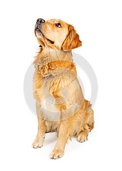Golden Retriever Dog Sitting on White Looking Up