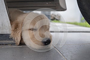 The Golden Retriever dog sleeping under the car