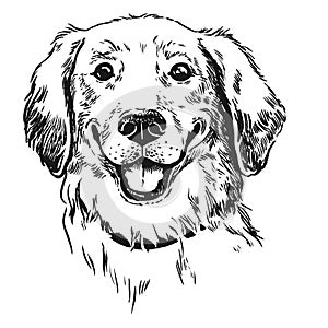 Golden retriever dog, smiling with tongue out. Pen and ink vintage style hand drawn handsome cute dog face portrait.