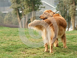 Golden retriever dog stand on the grass lawn