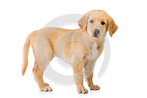 Un ritratto di un Golden retriever cane in piedi isolato su sfondo bianco.
