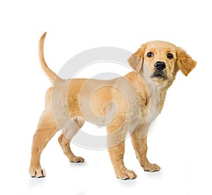 Golden retriever dog standing isolated in white background