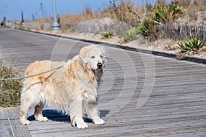 A golden retriever dog stands on boardwalk alone looking serious with drool dripping from mouth