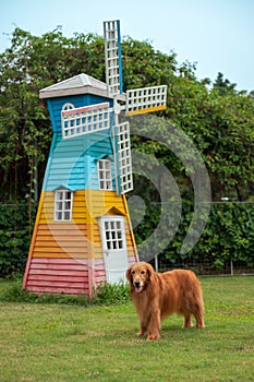 Golden retriever dog stands on the grass next to a small windmill