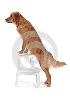 Golden retriever dog stands on a small ladder