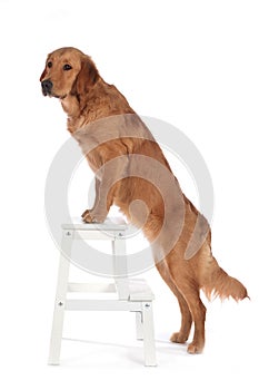 Golden retriever dog stands on a small ladder