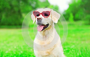 Golden Retriever dog in a sunglasses is sitting on the grass