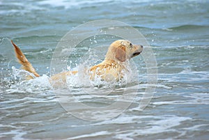 Golden Retriever dog swimming