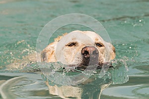 Golden Retriever dog swimming after doing dock diving