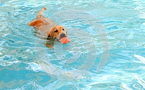 Golden retriever is dog swimming in pool.