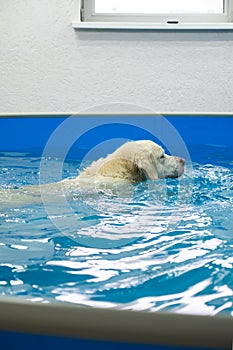 golden retriever dog training in the swimming pool. Pet rehabilitation in water.