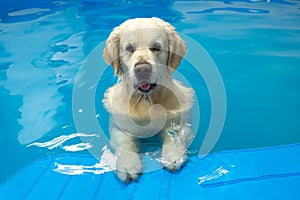 golden retriever dog training in the swimming pool. Pet rehabilitation in water.