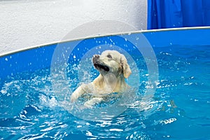 golden retriever dog training in the swimming pool. Pet rehabilitation in water.