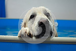 golden retriever dog training in the swimming pool. Pet rehabilitation in water.