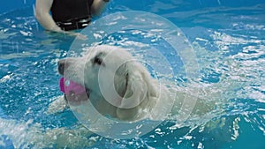 golden retriever dog training in the swimming pool. Pet rehabilitation in water.