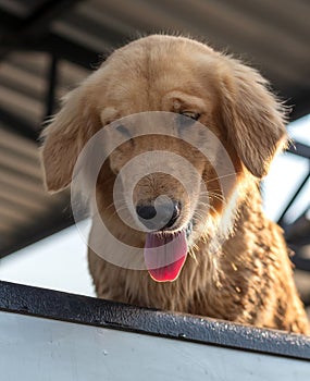 Golden Retriever Dog Face Tongue