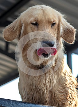 Golden Retriever Dog Face Tongue